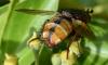 Tachina fera